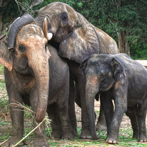 Wildlife Safari