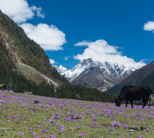 Yumthang Valley