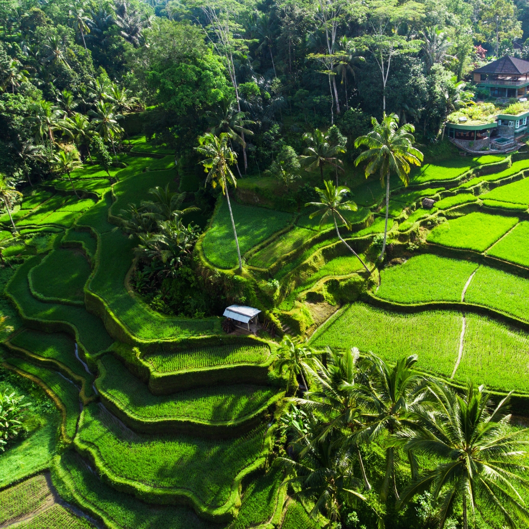 Tegallalang Rice Terrace