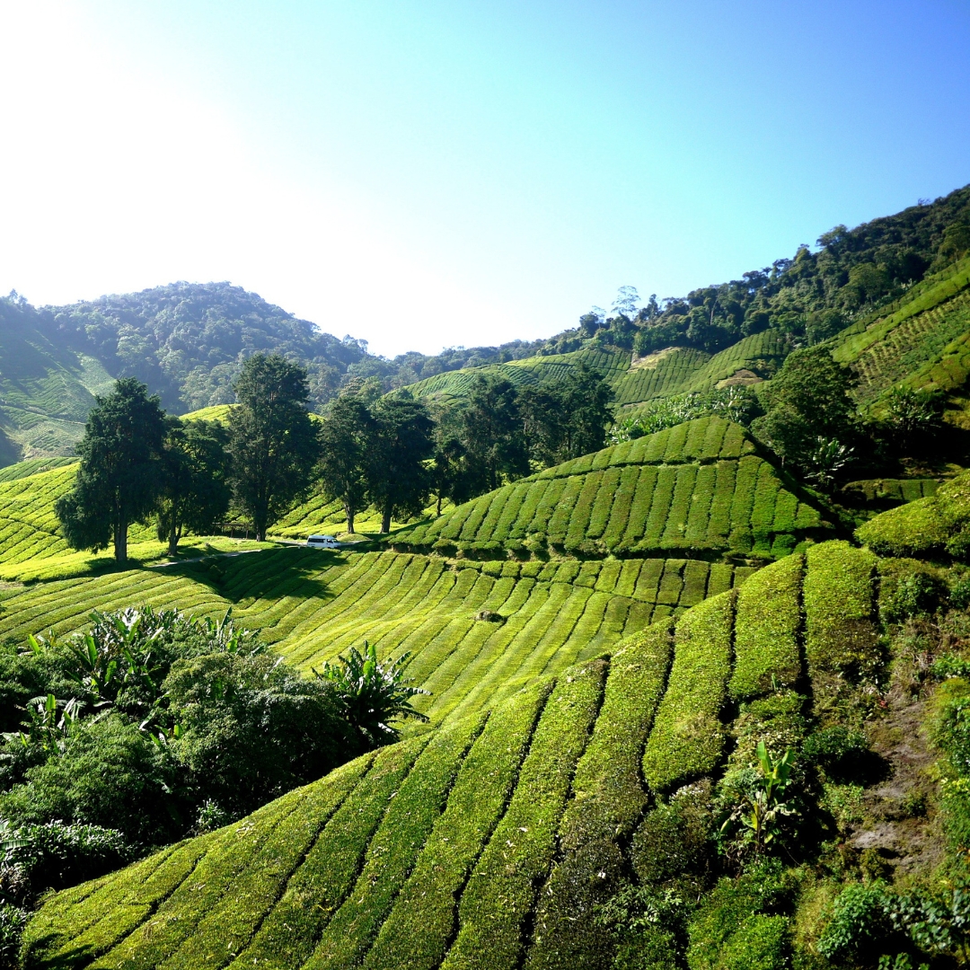 Cameron Highlands